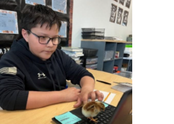Lucas, a 12-year old boy petting a baby bird while on his computer