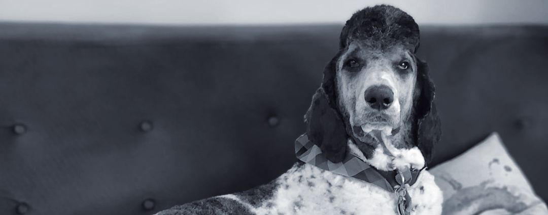 Bowen, a black and white Standard Poodle, sits on top of a couch at Nexus-PATH Luther Hall.