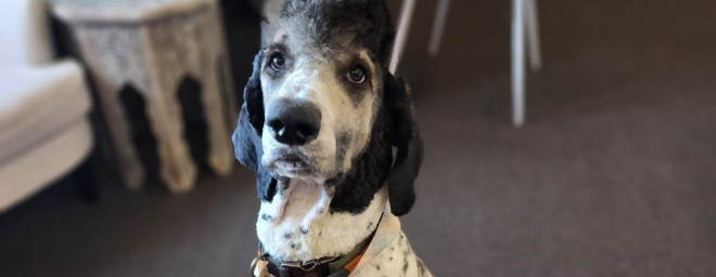 A black and white dog looking into the camera.