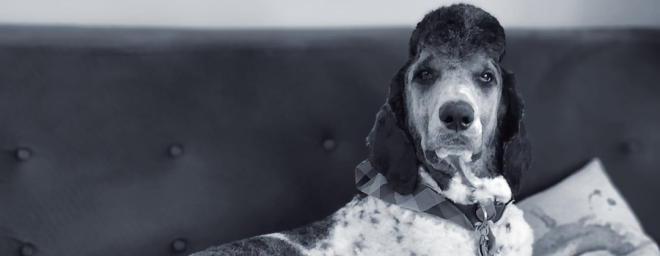 Bowen, a black and white Standard Poodle, sits on top of a couch at Nexus-PATH Luther Hall.
