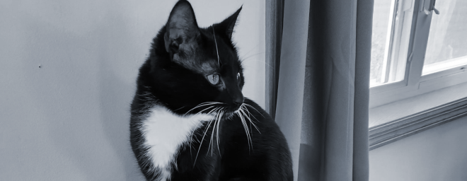 Mr Mittens, a black and white tuxedo cat, sitting on his cat tree at New Trails Group Home in Onamia, MN