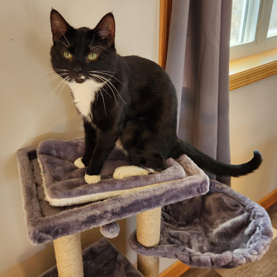 Mr. Mittens, a black and white tuxedo cat, is sitting on his cat tree at his new home, the New Trails Group Home at Nexus-Mille Lacs.