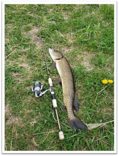 Fish laying on ground next to fishing pole